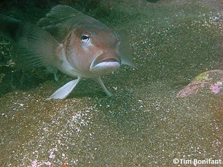 blue cod