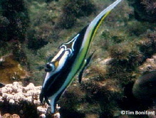 reef fish