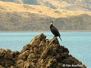 shag
