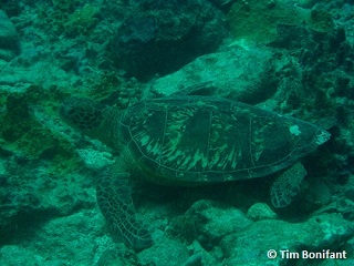turtle