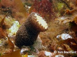 underwater